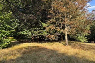 Sonbahar ağaçları orman sınırında yeşil ve turuncu bir mozaik oluştururlar. Yumuşak güneş ışığı gölgelerin arasından süzülerek St. Ives, Bingley 'deki çimenli zeminde lekeli gölgeler oluşturur. İngiltere