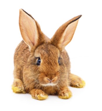 Beyaz arka planda küçük kahverengi tavşan..