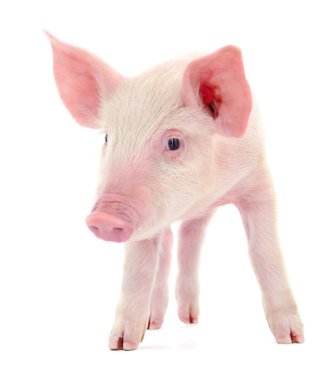 Beyaz arka plan üzerinde izole küçük pembe domuz