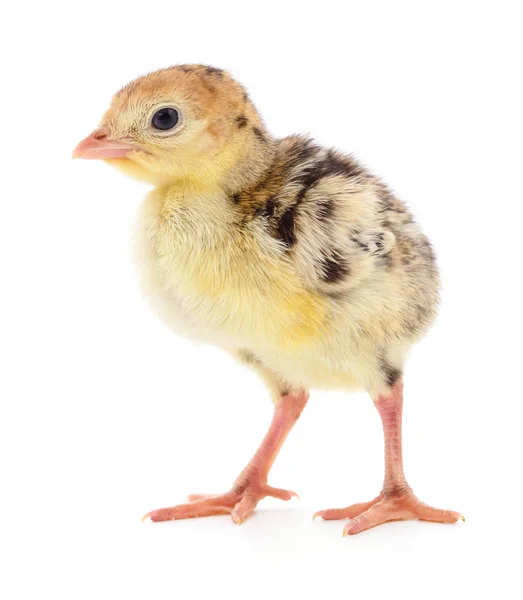 Peru Frango Recém Nascido Bonito Isolado Fundo Branco — Fotografia de Stock