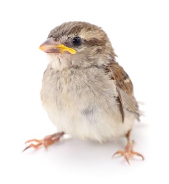 Sparrow Hanesi beyaz bir arkaplanda izole edilmiş..