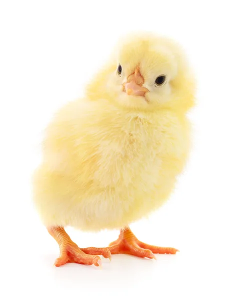 Маленький Желтый Цыпленок Белом Фоне — стоковое фото