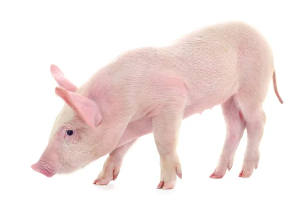 Pequeño Cerdo Rosa Aislado Sobre Fondo Blanco —  Fotos de Stock