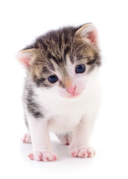 Small Brown Kitten Isolated White Background — Stock Photo, Image