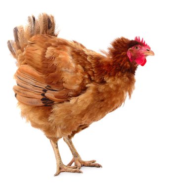 Genç kahverengi tavuk beyaz arka planda izole edildi.