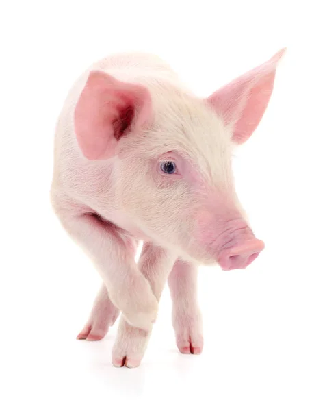 Pequeño Cerdo Rosa Aislado Sobre Fondo Blanco — Foto de Stock