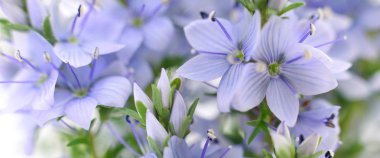 Beyaz arka plan üzerinde izole güzel mavi çiçekler.