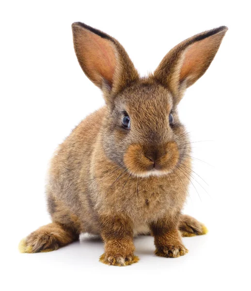 Pequeño Conejo Marrón Aislado Sobre Fondo Blanco — Foto de Stock