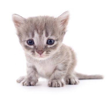 Beyaz arka planda izole edilmiş küçük gri kedi yavrusu.