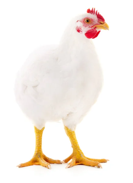 Young White Hen Isolated White Background — Stock Photo, Image