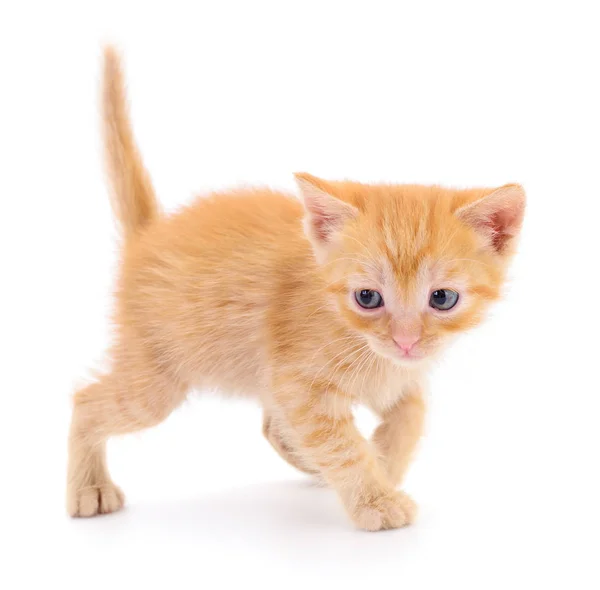 Liten Brun Kattunge Isolerad Vit Bakgrund — Stockfoto