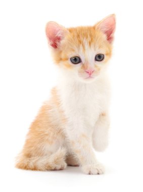 Beyaz arka planda izole edilmiş küçük kahverengi kedi yavrusu.