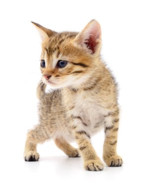 Beyaz arka planda izole edilmiş küçük kahverengi kedi yavrusu.
