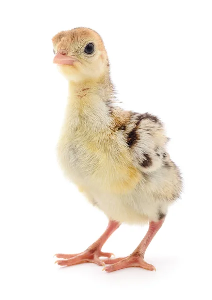 Cute Little Newborn Chicken Turkey Isolated White Background — Stock Photo, Image