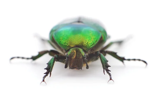 Scarabeo Verde Rosa Chafer Cetonia Aurata Isolata Fondo Bianco — Foto Stock