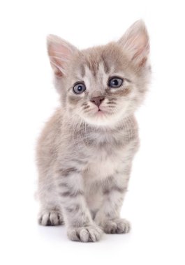 Beyaz arka planda izole edilmiş küçük gri kedi yavrusu.