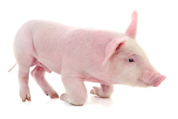 Pequeño Cerdo Rosa Aislado Sobre Fondo Blanco —  Fotos de Stock