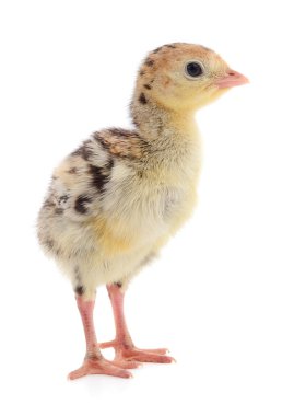 Beyaz arka planda izole edilmiş şirin yeni doğmuş tavuk hindisi..