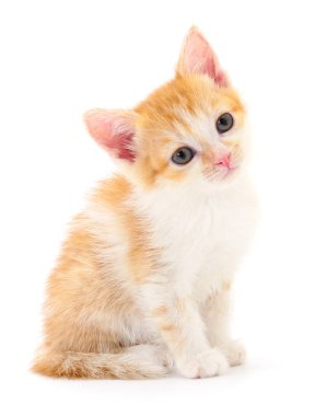 Beyaz arka planda izole edilmiş küçük kahverengi kedi yavrusu.