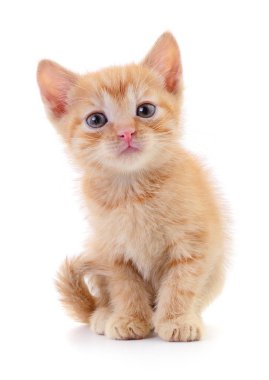 Beyaz arka planda izole edilmiş küçük kahverengi kedi yavrusu.