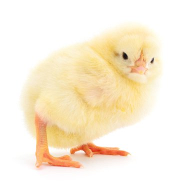 Beyaz arka planda izole edilmiş küçük sarı tavuk.