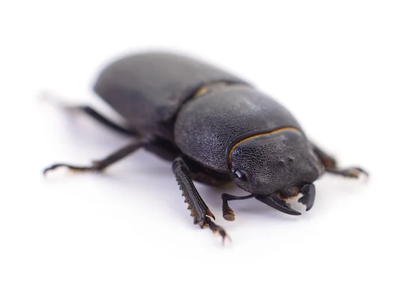 白い背景上に分離されて小さな黒い甲虫 — ストック写真