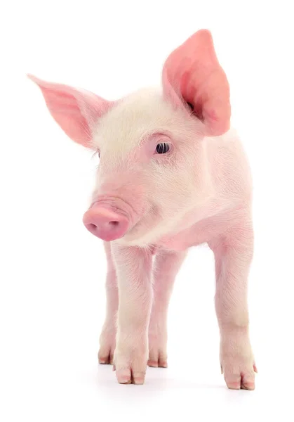 白色背景上孤立的小粉红猪 — 图库照片