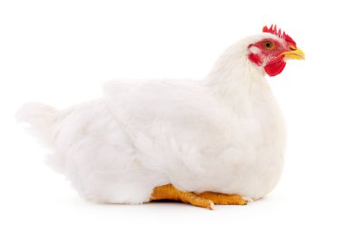Beyaz arka planda izole genç beyaz tavuk.