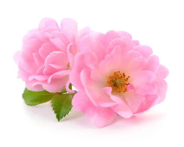 Två Vackra Rosa Rosor Vit Bakgrund — Stockfoto