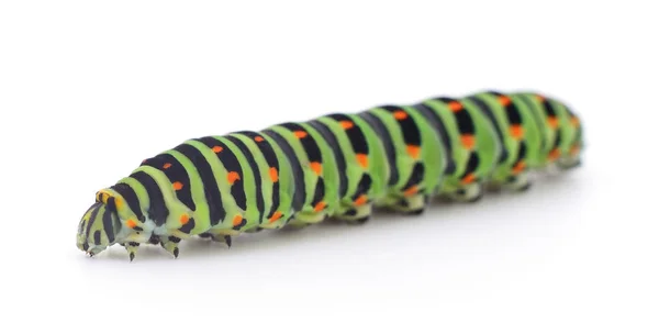 Kleine Caterpillar Geïsoleerd Een Witte Achtergrond — Stockfoto