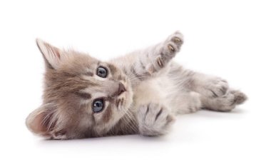 Beyaz arka planda izole edilmiş küçük gri kedi yavrusu.