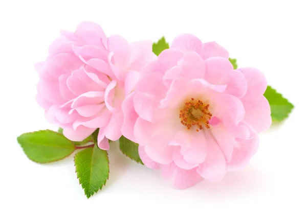Dos Hermosas Rosas Rosadas Sobre Fondo Blanco —  Fotos de Stock