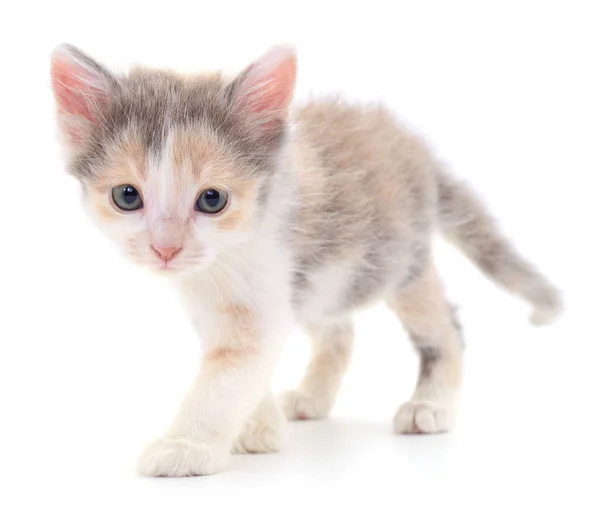 Pieni Ruskea Kissanpentu Eristetty Valkoisella Taustalla — kuvapankkivalokuva