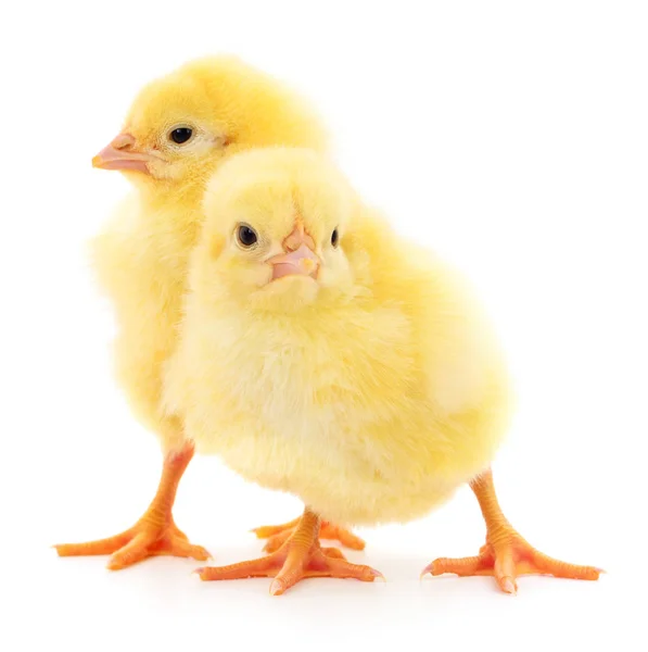 Δύο Κίτρινα Κοτόπουλα Απομονωμένα Λευκό Φόντο — Φωτογραφία Αρχείου