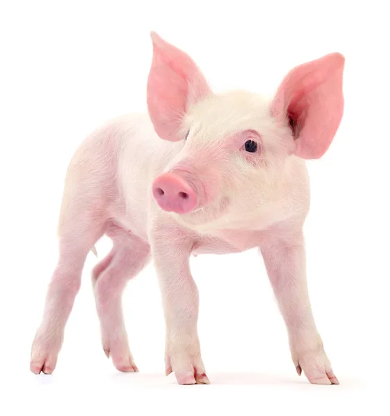 Beyaz arka plan üzerinde izole küçük pembe domuz