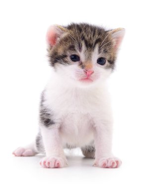 Beyaz arka planda izole edilmiş küçük kahverengi kedi yavrusu.