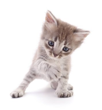 Beyaz arka planda izole edilmiş küçük gri kedi yavrusu.