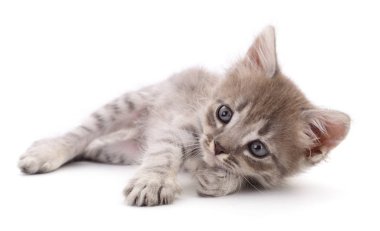 Beyaz arka planda izole edilmiş küçük gri kedi yavrusu.