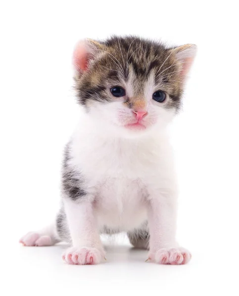 Small Brown Kitten Isolated White Background — Stock Photo, Image