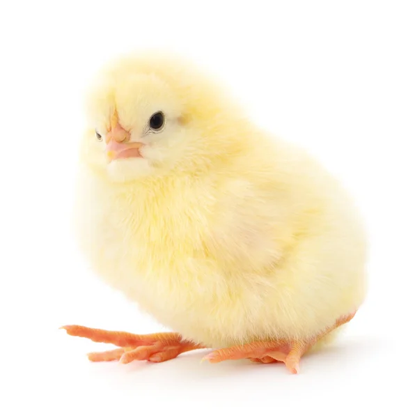 Pollo Amarillo Pequeño Aislado Sobre Fondo Blanco —  Fotos de Stock