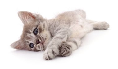 Beyaz arka planda izole edilmiş küçük gri kedi yavrusu.