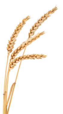 Beyaz arkaplanda yalıtılmış buğday kulakları.