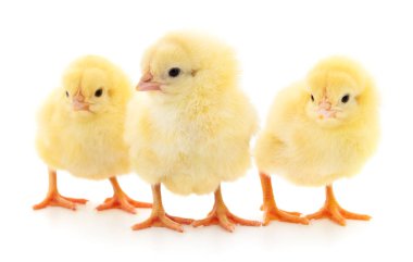 Beyaz arka planda izole edilmiş üç sarı tavuk.