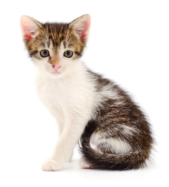 白色背景上孤立的小棕色小猫 — 图库照片