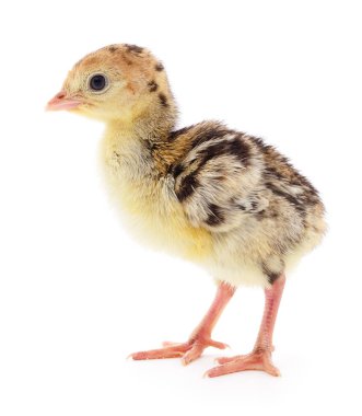 Beyaz arka planda izole edilmiş şirin yeni doğmuş tavuk hindisi..