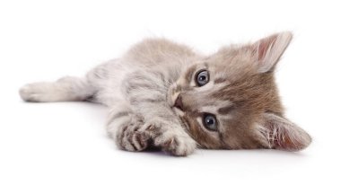 Beyaz arka planda izole edilmiş küçük gri kedi yavrusu.