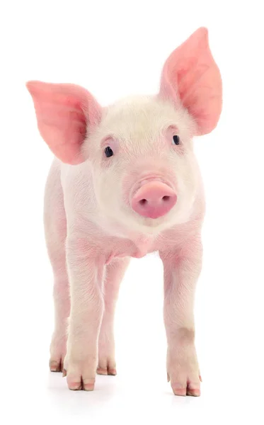 Beyaz arka plan üzerinde izole küçük pembe domuz