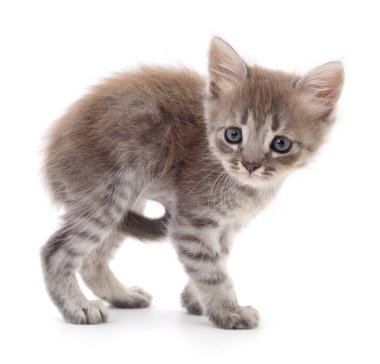Beyaz arka planda izole edilmiş küçük gri kedi yavrusu.
