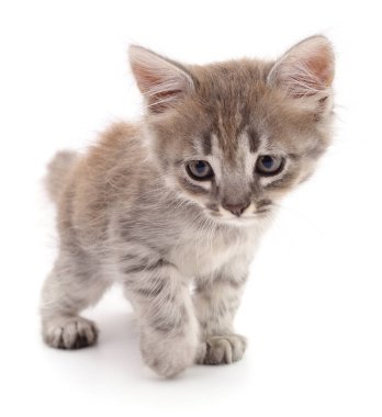 Beyaz arka planda izole edilmiş küçük gri kedi yavrusu.