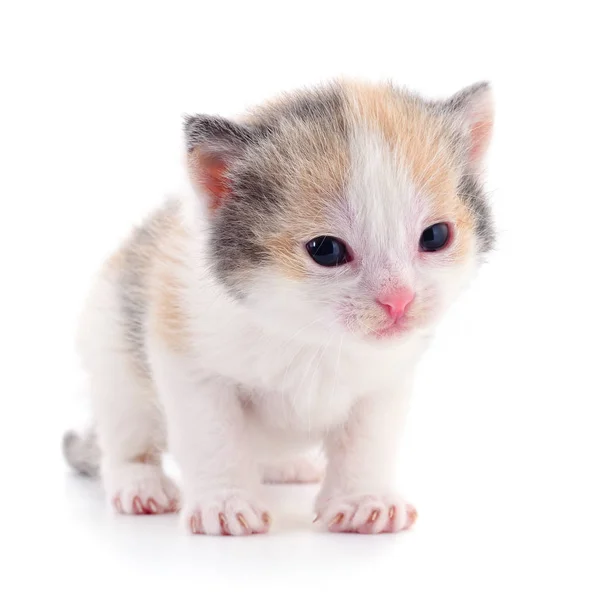 Small Brown Kitten Isolated White Background — Stock Photo, Image